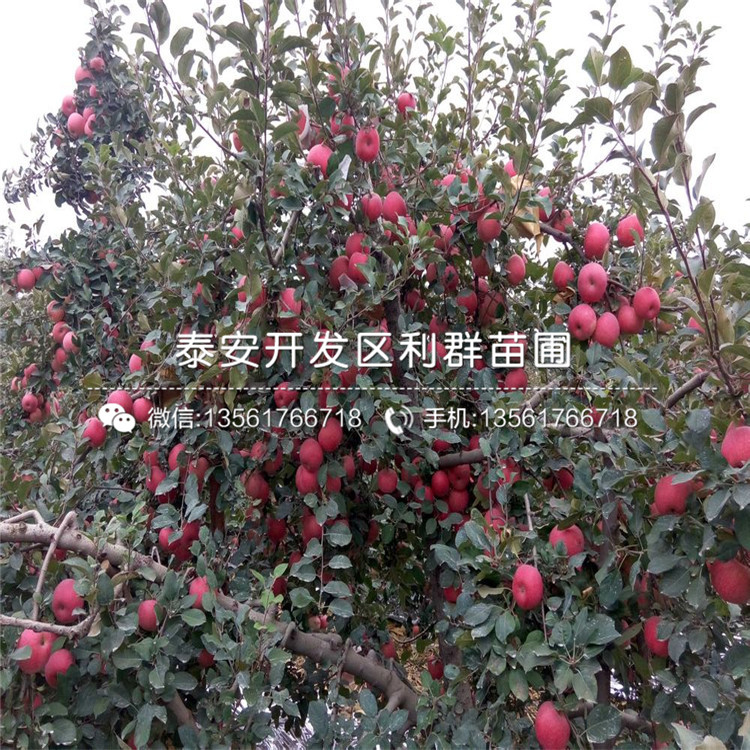 久比利蓝莓苗销售基地