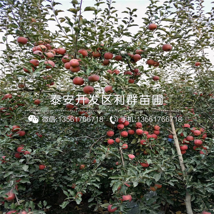 矮化M9T337苹果树苗出售价格、2019年矮化M9T337苹果树苗报价