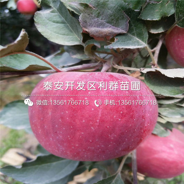 山东短枝红富士苹果苗价格、山东短枝红富士苹果苗多少钱一棵