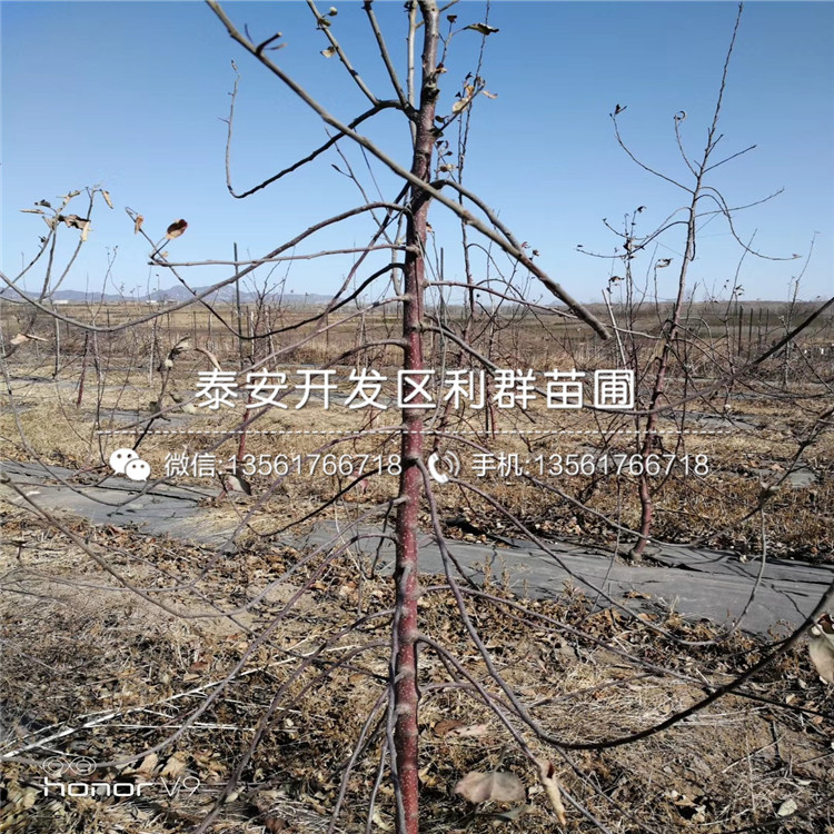 红栗1号板栗苗、2019年红栗1号板栗苗基地