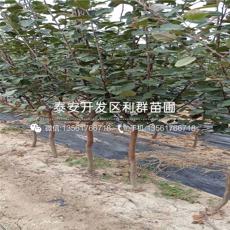 白圣比罗无花果苗价位多少