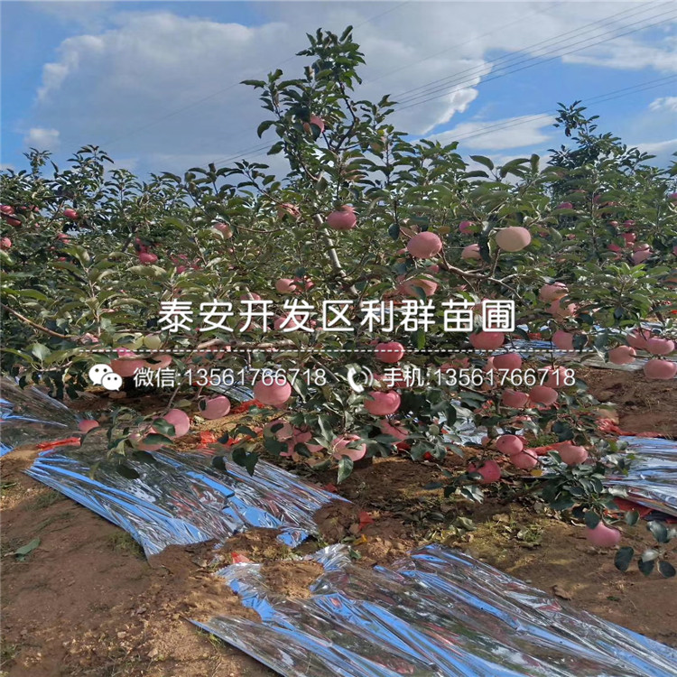 山东矮化m9t337苹果树苗多少钱一棵