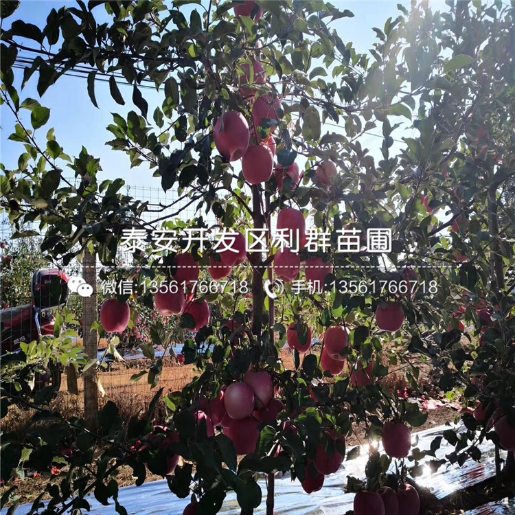 威海青皮无花果树苗2019年价格