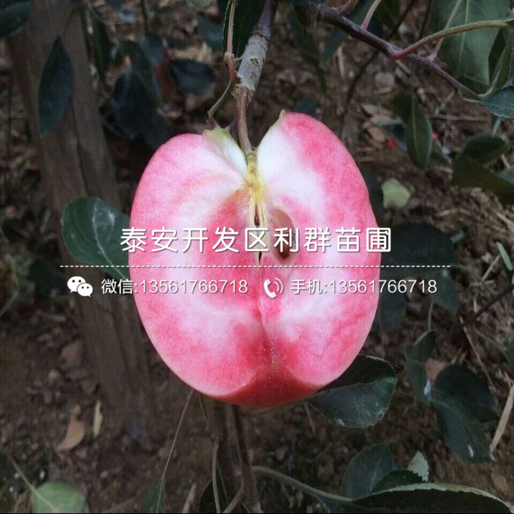 2019年灿烂蓝莓树苗品种
