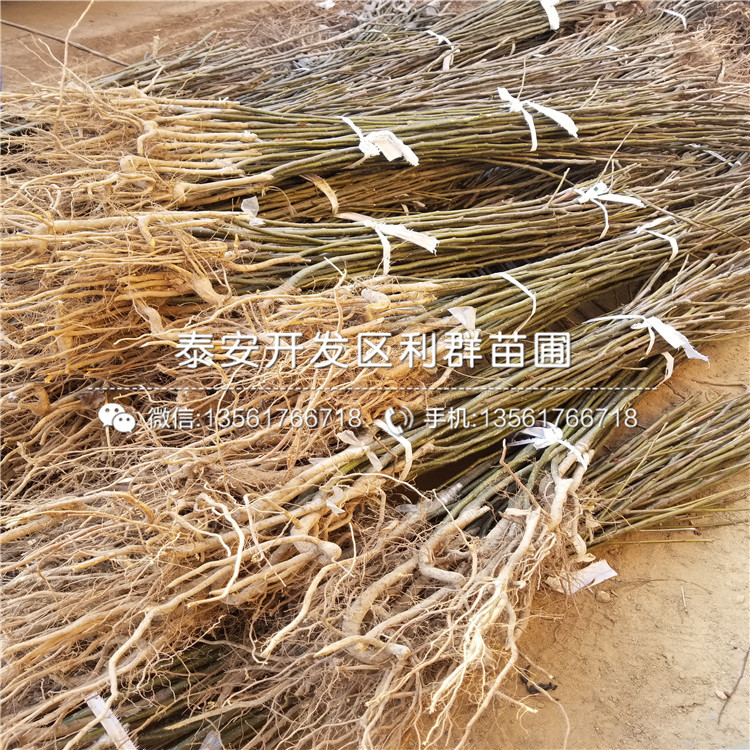 2019年南陆蓝莓苗价格、南陆蓝莓苗多少钱一棵