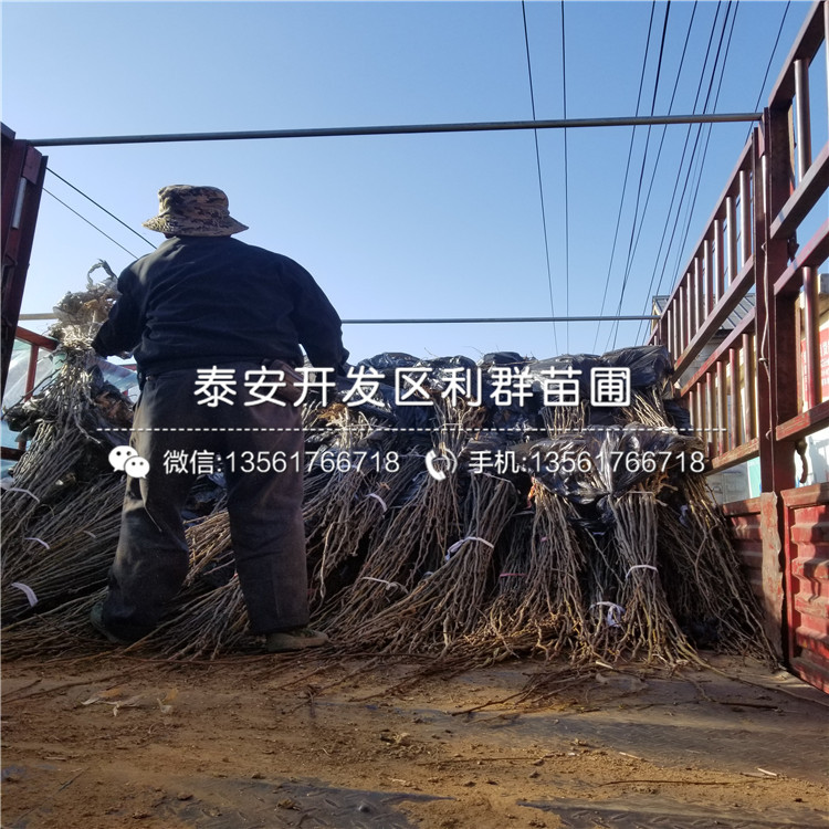 新品种7公分李子苗批发基地