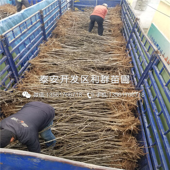 紅梨一號(hào)梨苗、2019年紅梨一號(hào)梨苗基地