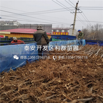 新品種藍(lán)莓苗多少錢一棵、2019年新品種藍(lán)莓苗報(bào)價(jià)