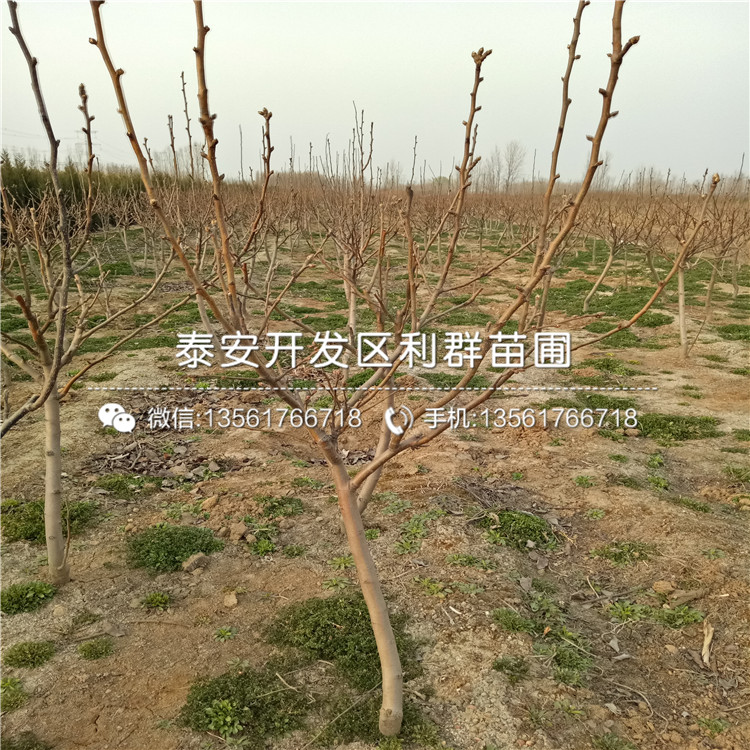 新品种早红李子苗基地