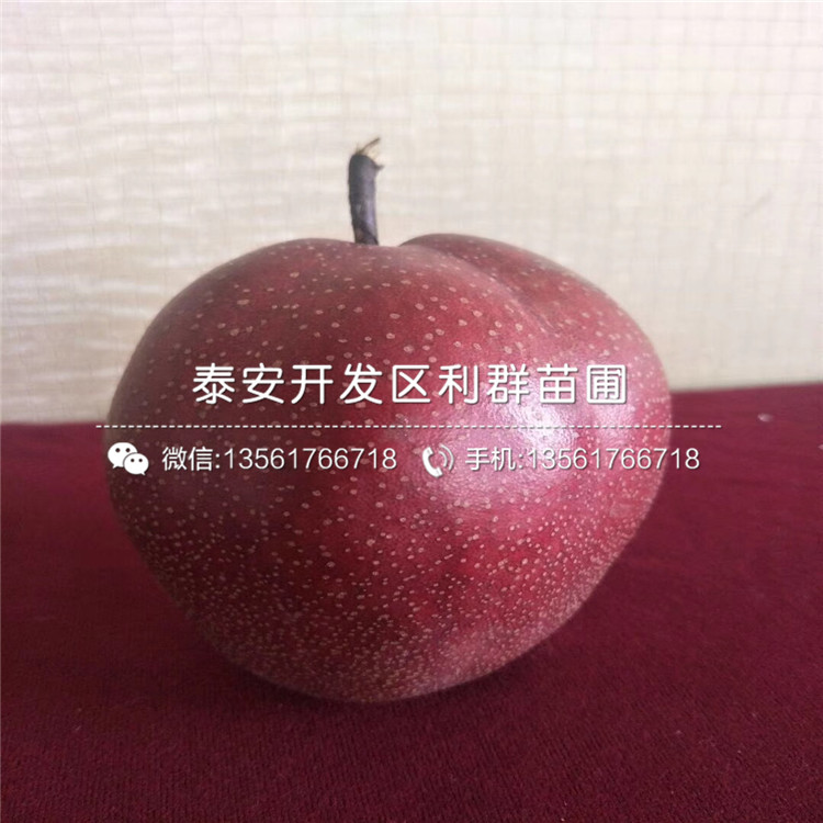 一株短枝红富士苹果苗多少钱、短枝红富士苹果苗多少钱一株
