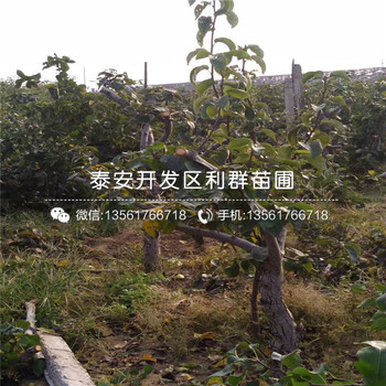 V3藍莓苗批發(fā)價格、V3藍莓苗批發(fā)基地