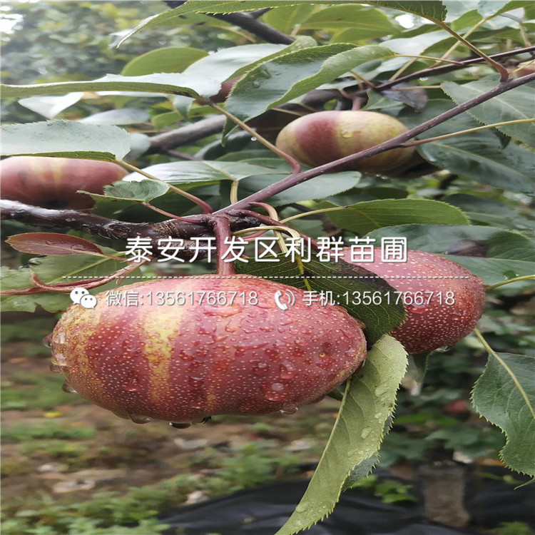 威海青皮无花果树苗2019年价格