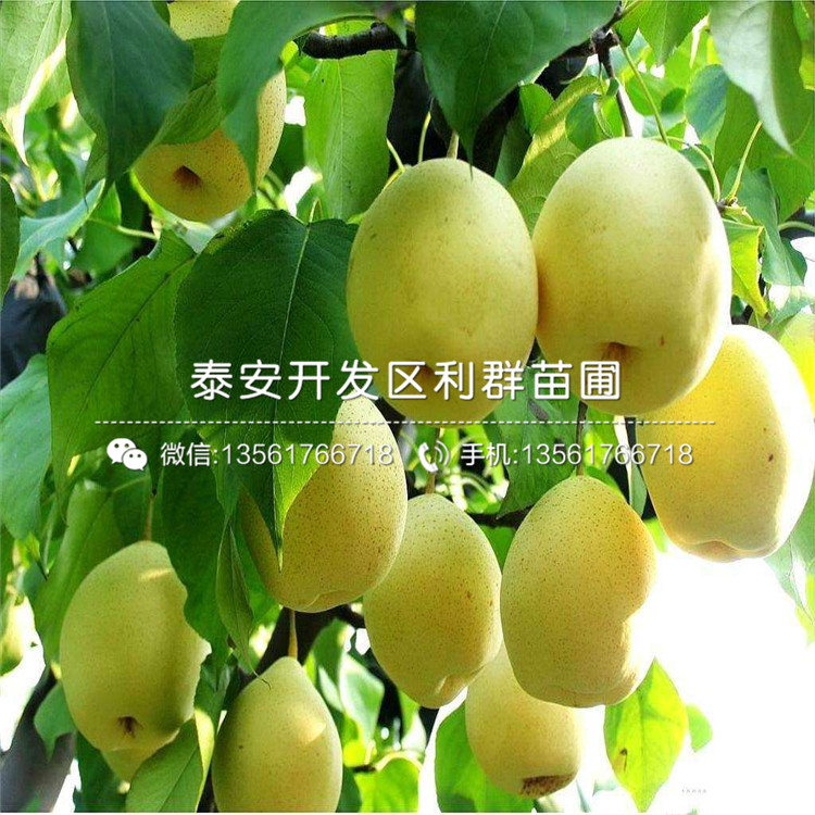 山东2公分无花果苗出售