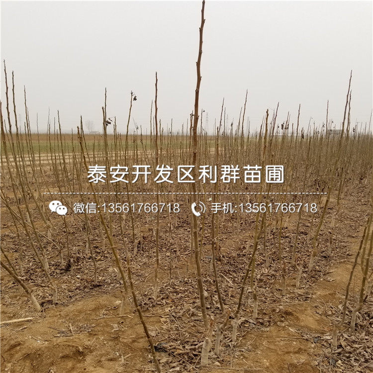 红将军苹果树苗出售价格是多少