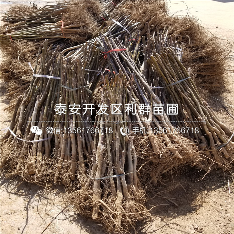 红嘎啦苹果苗批发出售基地