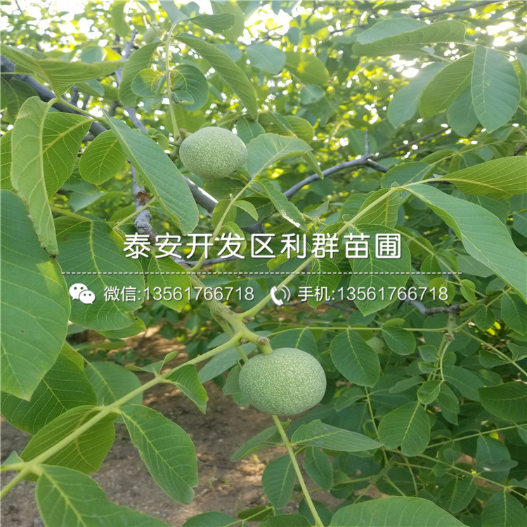 烟富10号苹果树苗价格是多少