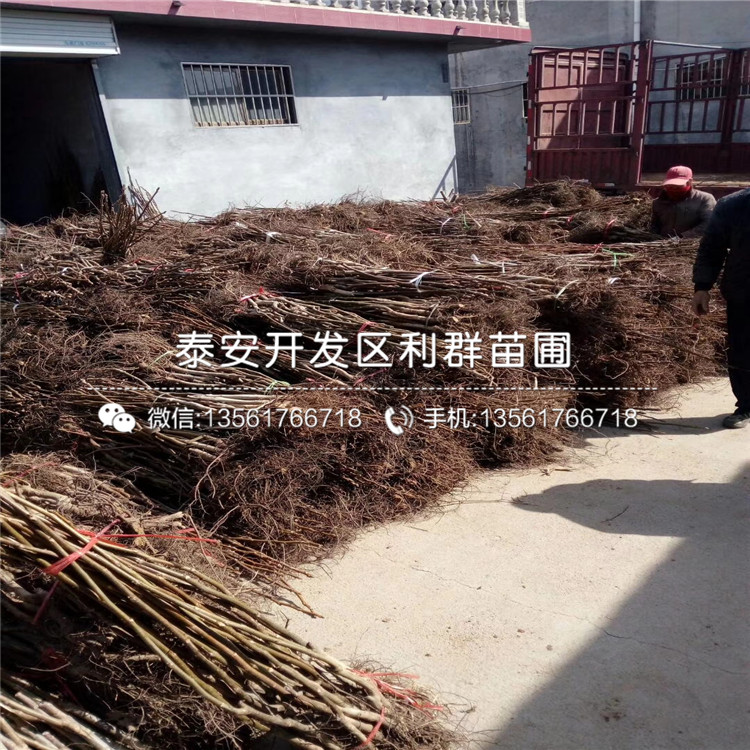 红花椒苗、红花椒苗批发基地