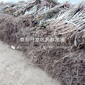 山東美國蛇果苗、山東美國蛇果苗批發(fā)價(jià)格多少