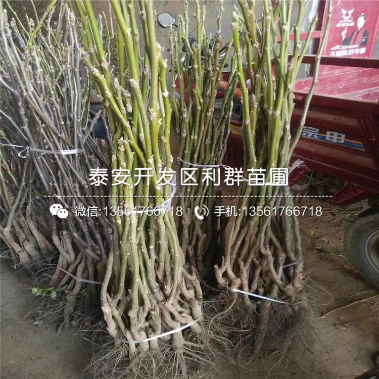 蓬莱柿无花果树苗、蓬莱柿无花果树苗基地