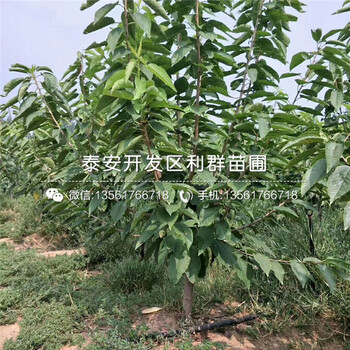 15公分板栗樹苗報價行情