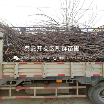 嫁接柿子苗價(jià)格是多少