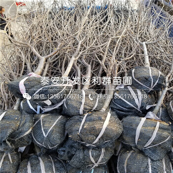 2019年華山梨苗價格、華山梨苗基地