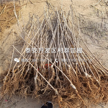 泰安藍(lán)莓苗、泰安藍(lán)莓苗什么價(jià)格