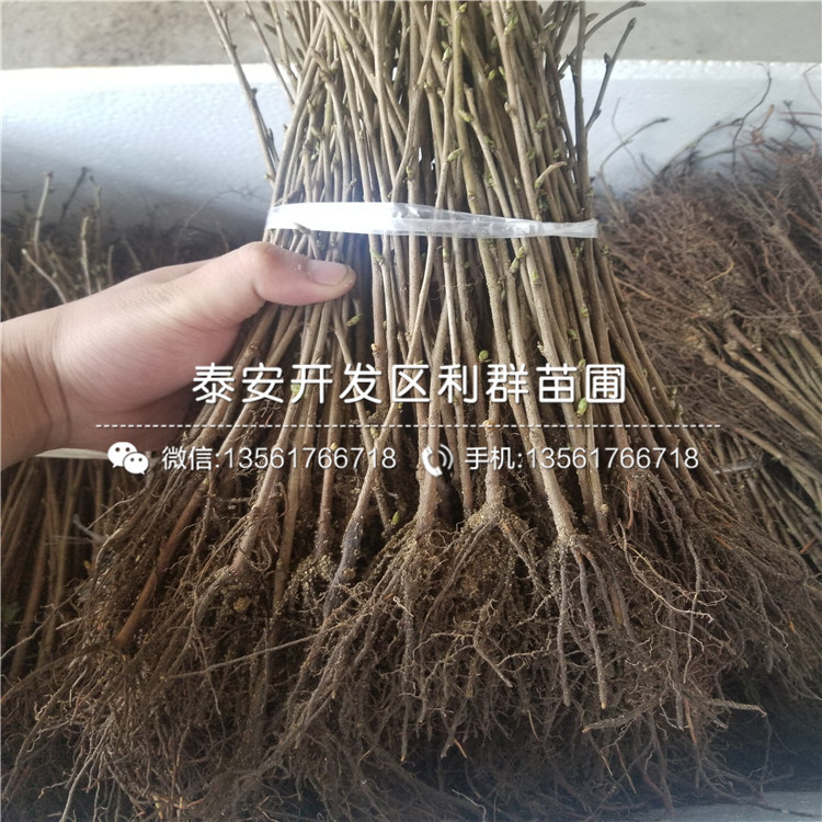 3公分红蜜脆苹果树苗价格