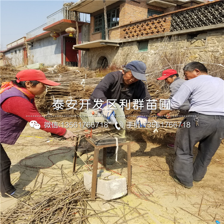 沙漠王无花果树苗哪里便宜、2019年沙漠王无花果树苗价格