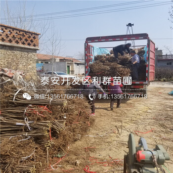 哪里有金冠蘋果苗批發(fā)、金冠蘋果苗價(jià)格是多少