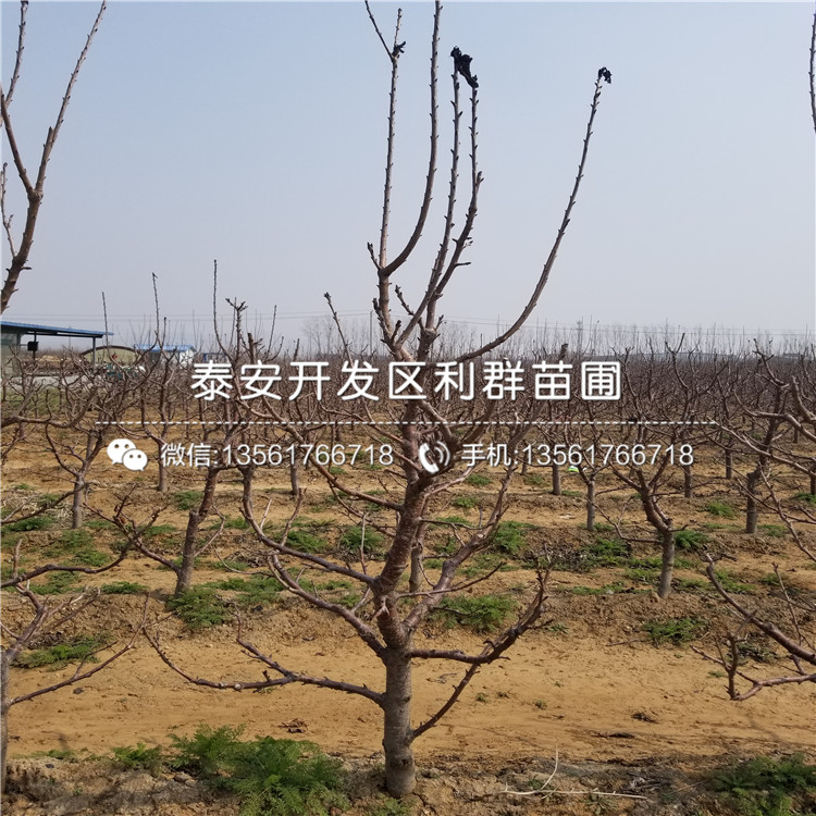 丰水梨树苗、丰水梨树苗批发基地