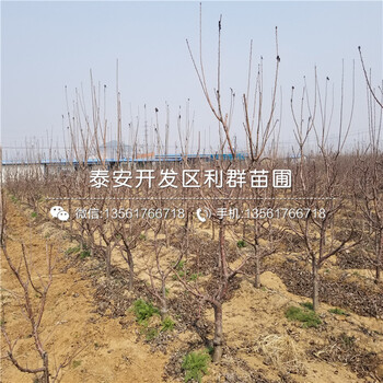 新品種大櫻桃樹樹苗、大櫻桃樹樹苗價格多少