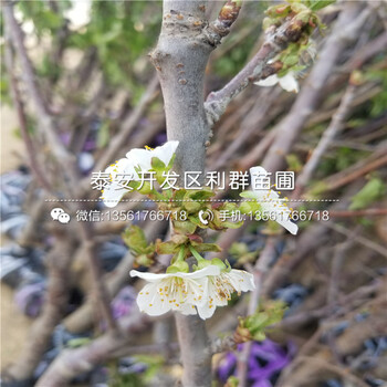 新品种批发蓝莓苗、新品种批发蓝莓苗基地