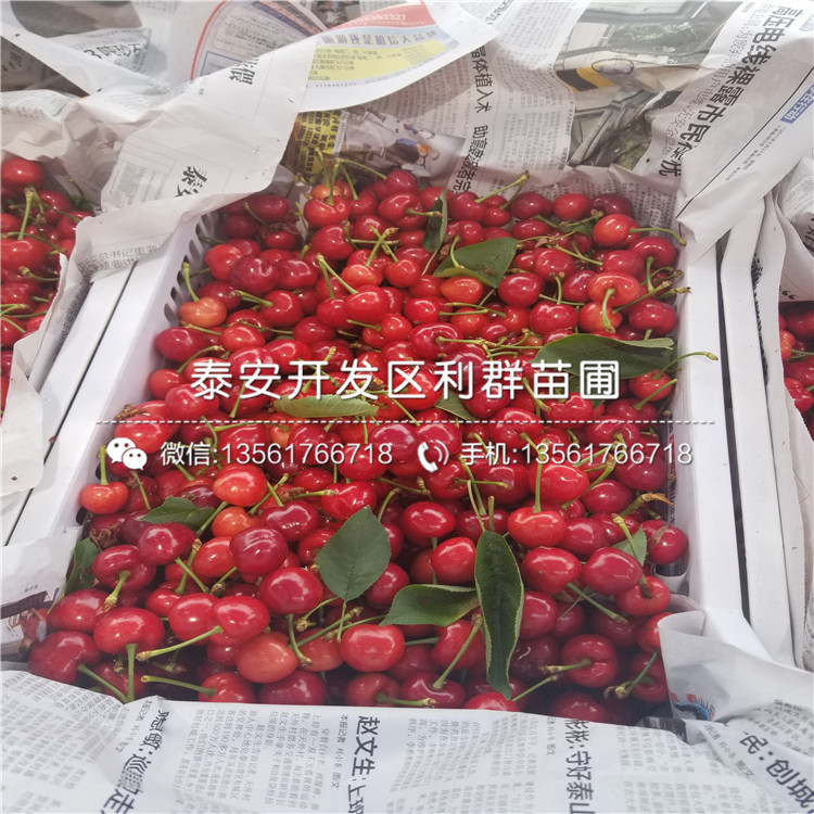 新品种板栗苗批发价格是多少