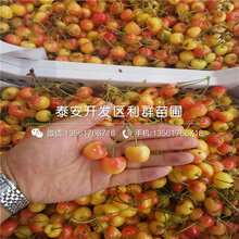 矮化1公分樱桃苗、矮化1公分樱桃苗一棵多少钱图片