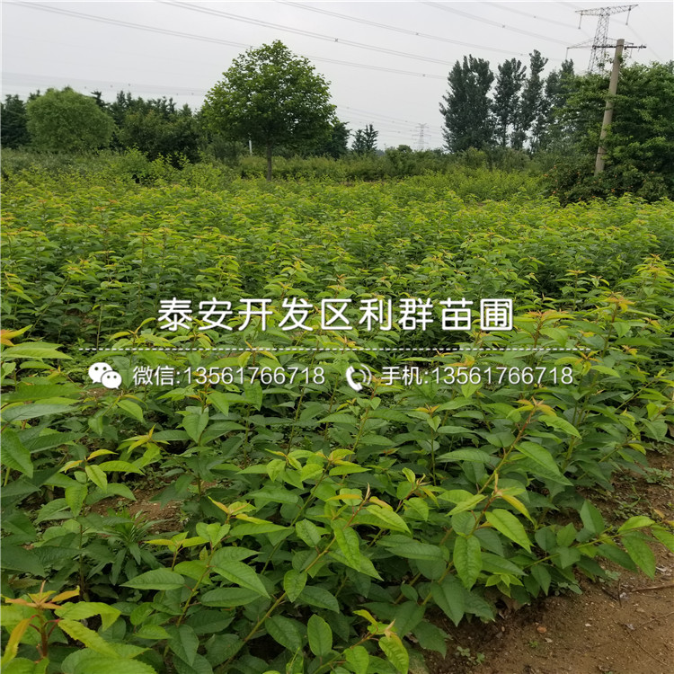 红布朗李子树苗出售、2019年红布朗李子树苗基地
