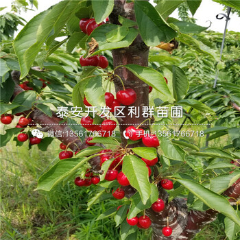 山東晚熟藍莓苗品種、山東晚熟藍莓苗價格是多少