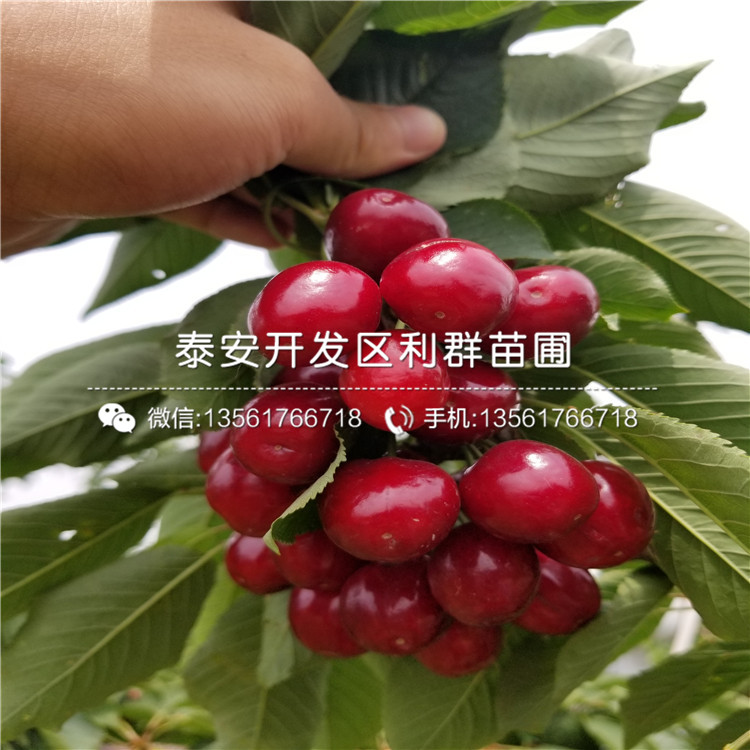 开普菲尔蓝莓树苗价格行情