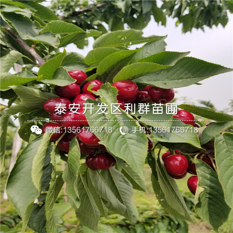 山东短枝红富士苹果苗价格、山东短枝红富士苹果苗多少钱一棵