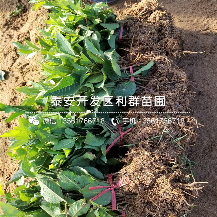 烟富10号苹果树苗价格是多少