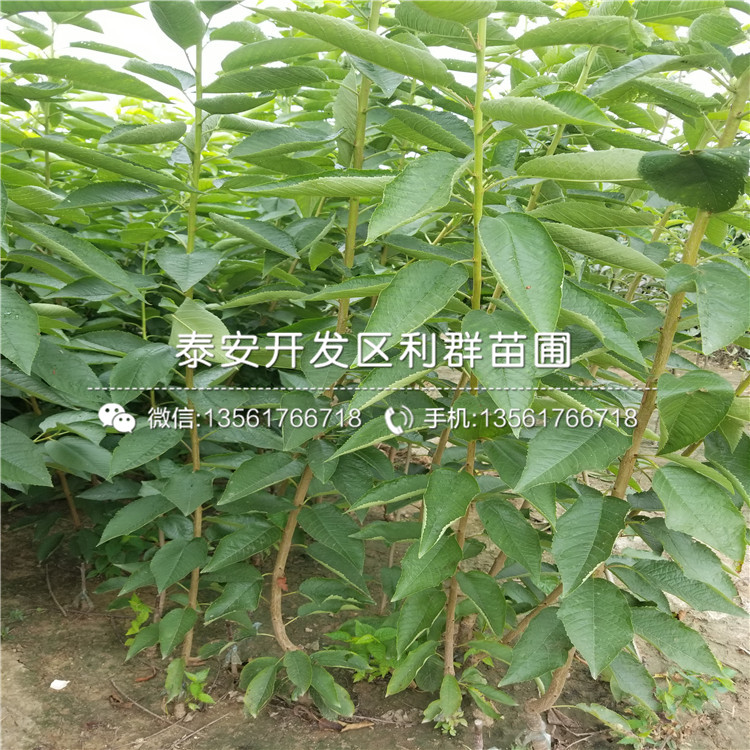 2019年南陆蓝莓苗价格、南陆蓝莓苗多少钱一棵