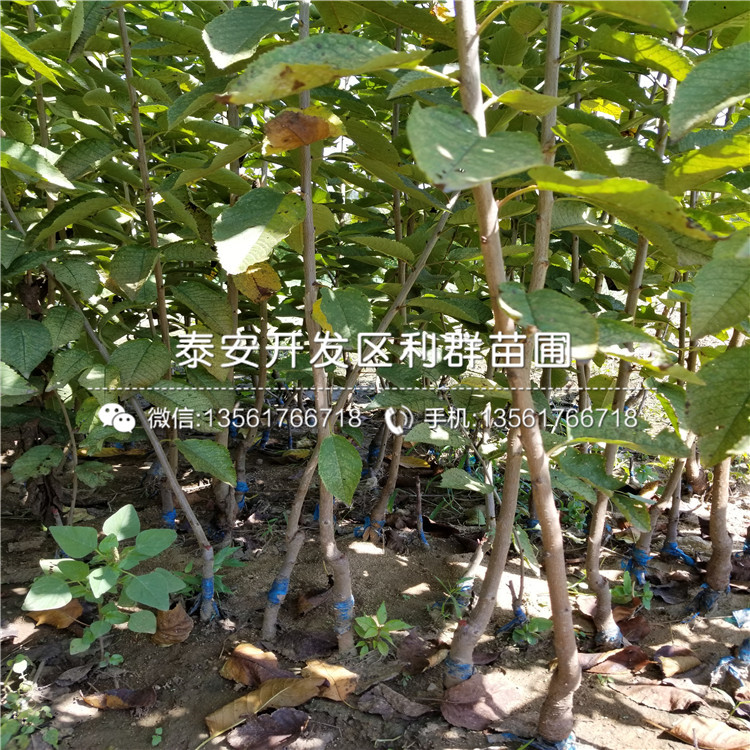 红布林李子苗种植技术、出售红布林李子苗多少钱一棵