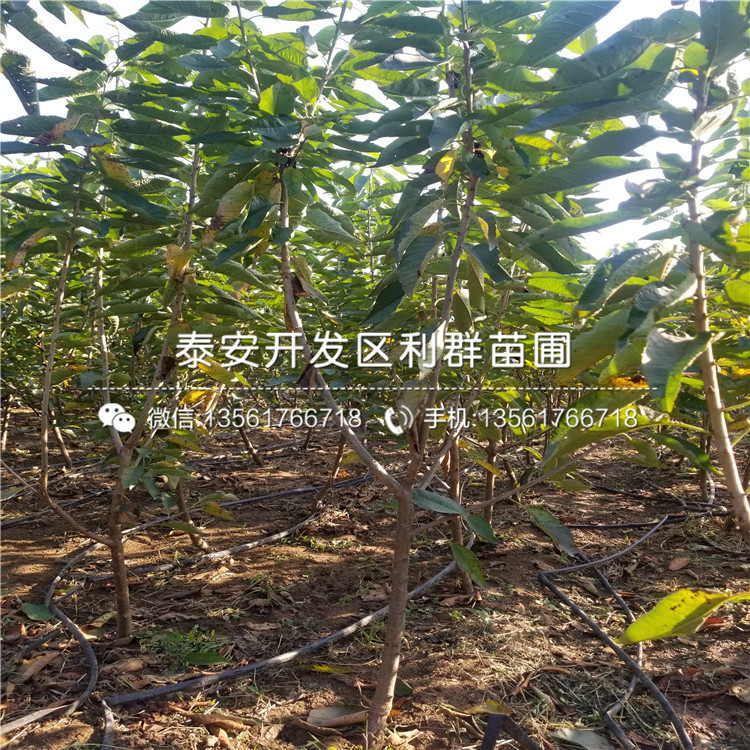 伯克利蓝莓苗批发价格、伯克利蓝莓苗批发基地