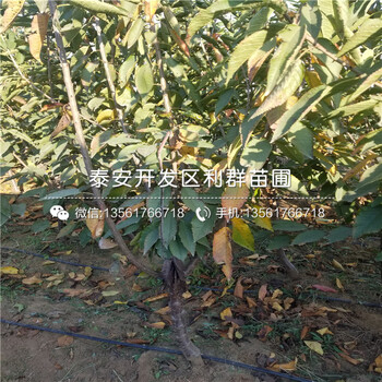 哪里有弘前富士蘋果樹苗批發(fā)、弘前富士蘋果樹苗多少錢一棵