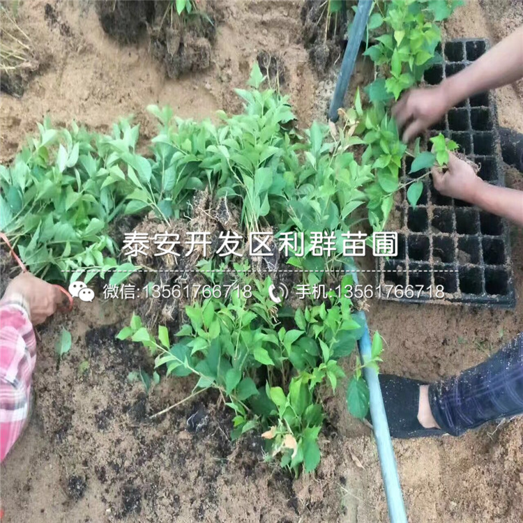 处暑红板栗苗销售基地