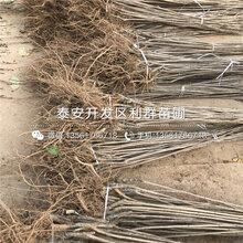 矮化佳红大樱桃苗新品种、2019年矮化佳红大樱桃苗多少钱图片