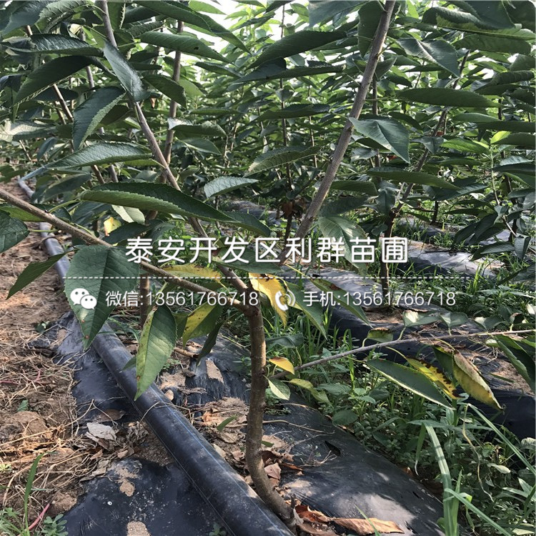 2019年脆柿子树苗品种