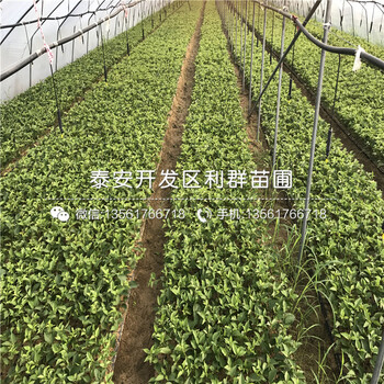 哪里有5年藍(lán)莓樹苗出售、2019年5年藍(lán)莓樹苗多少錢一棵