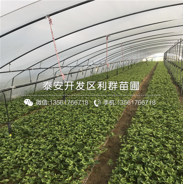 蓝塔蓝莓树苗、2019年蓝塔蓝莓树苗批发