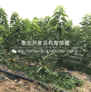 80公分高花椒樹(shù)苗多少錢一棵、80公分高花椒樹(shù)苗新品種